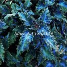Fresh 200pcs Coleus Blumei Seed Flower Begonia Seed Coleus Seed (Color: 17)