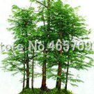 Fresh 100 Pcs Dawn Redwood Forest Metasequoia glyptostroboides Grow Your Own Tree Seeds