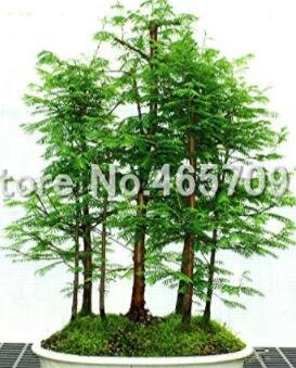 Fresh 100 Pcs Dawn Redwood Forest Metasequoia glyptostroboides Grow Your Own Tree Seeds