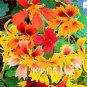 Fresh 100PCS Mixed Nasturtium Flowers Seeds
