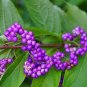 Fresh American Beauty Berry Callicarpa Americana 200 Seeds Non Hybrid Open Pollinated