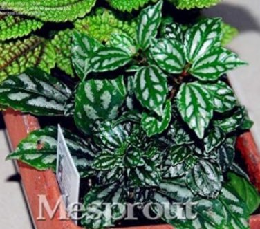 Fresh 100% Genuine 50pcs Pilea Notata s s Anti Radiation Absorb Dust Tree Seeds