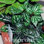 Fresh 100% Genuine 50pcs Pilea Notata s s Anti Radiation Absorb Dust Tree Seeds