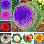 Fresh Mixed Brassica Oleracea Mixed Kale 200 Pcs Cabbage White Red Purple ColorsSeeds