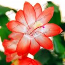 Fresh 100pcs/bag schlumbergera Flores Christmas Cactus asMultiple ColorSee ed and to Seeds