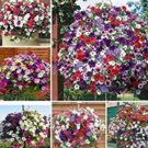 Fresh 100PCS Hanging Petunia Seeds Mixed Colors