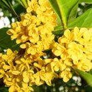 Fresh Yellow Osmanthus Fragrans 20 Artificial Olive Tree Seeds for Garden Decoration