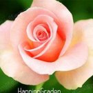 Fresh 100 Pcs/Pack Blue Pink Rose Seeds Color Rich Aroma Rose