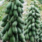 Fresh 300 Seeds Hybrid Papaya Seeds from Sri Lanka Ceylon Products Seedss