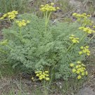 Fresh Fernleaf Lomatium (lomatium Disse Seedsum) 35 Seeds Wild Harvested Non Hybrid