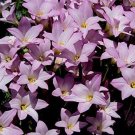 Fresh Pink Rain Lily Zephyranthes robusta 10 Seeds