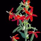 Fresh 300 Seeds Royal RED Catchfly Hummingbird Native Flower