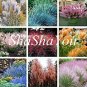 Fresh Half Hardy Fountain Grass Pennisetum Setaceum 200 Seed (Col:Mixed)