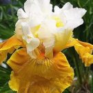 Fresh 100PCS Mixed Light Iris perennial flower Seeds Bearded Iris Orchid Flower