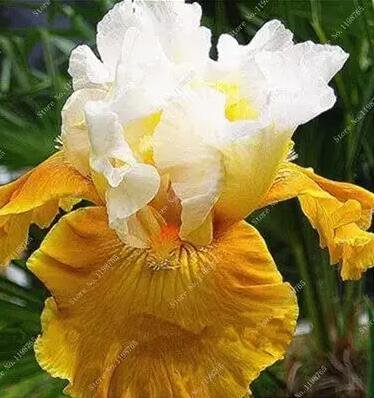 Fresh 100PCS Mixed Light Iris perennial flower Seeds Bearded Iris Orchid Flower