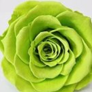 Fresh Green Rose Mixed Colors Rosa Flower Balcony 100pcs Seeds