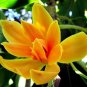 Fresh 20 Seeds Michelia Champaca Magnolia Tree Seeds Yellow Jade Orchid Tree Seed