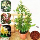 Fresh Honeysuckle Lonicera Japonica Herbal Medicine Sweet Fragrant Air Purify 200 PCS Seeds