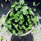 Fresh Fallopia Multiflora He Shou Wu 10 /Pack Chinese Polygonum Multiflorum Seeds