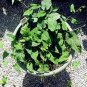 Fresh Fallopia Multiflora He Shou Wu 10 /Pack Chinese Polygonum Multiflorum Seeds