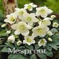 Fresh 100 Pcs Helleborus (Christmas Rose) Novelty Helleborus Niger White Flowers Seeds