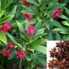 Fresh 30pcs Star Anise Illicium verum Flower Seeds