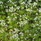 Fresh 100 Seeds Sweet Woodruff White Galium odoratum Ground Cover Flowers