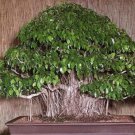 Fresh 150 Weeping Fig Bonsai Seeds Ficus Benjamina Home Bonsai Plant Green Tree