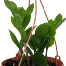 Fresh Plant Zamioculca Zamiifolia 25 Seeds Hanging Baket Seeds Easy to Seasons