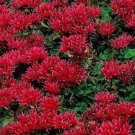 Fresh Red Sedum Seeds Dragon s Blood Red Flowering Ground Cover Seed 50PCS