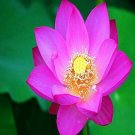 Fresh 10 RED Lotus Nymphaea Asian Water Lily Pad Flower Pond Aquatic Plants Seeds