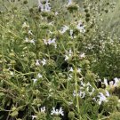 Fresh 100 Seeds Black Sage Seeds Salvia Mellifera Most Fragrant of Any Sage Varietys