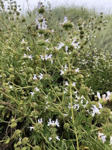 Fresh 100 Seeds Black Sage Seeds Salvia Mellifera Most Fragrant of Any Sage Varietys