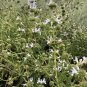 Fresh 100 Seeds Black Sage Seeds Salvia Mellifera Most Fragrant of Any Sage Varietys