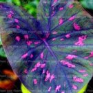 Fresh 100 Caladium Seeds s Assorted Colors Perennial Flowers Potted s Caladium