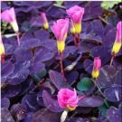 Fresh Red Oxalis Versicolor Flowers 100 Seeds Oxalis Flowers s