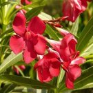 Fresh 30 Seeds Nerium Oleander Hardy Red Oleander Seeds