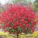 Fresh 10 Packs Photinia Serrulata Seeds Photinia Fraseri Serrulata Red Robin Flower