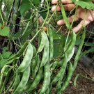 Fresh 50 Seeds Hyacinth Bean Lablab Asian Bean Papdi Bean White Flower