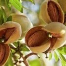 Fresh 20 Dwarf Almond Tree Seeds