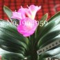 Fresh 100PCS Clivia Miniata Bonsai Beautiful Rare Bush Kefir Lily Flower Seeds