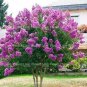 Fresh 100 Pcs Crape Myrtle Lagerstroemia Indica Natchez Flowers Patio Tree Seeds