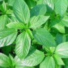 Fresh 100 Jute seeds Saluyot Koshta Molokhia Egyptian spinach seeds