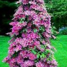 Fresh 100PCS Clematis Flower Seeds Purple White Bi color Flowers