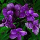 Fresh 100 Pcs Purple Flowers Seeds Plumeria Rubra Flower Romantic Egg Flowers