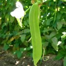Fresh 50 Seeds Bean Sword Bean Chamma Kaya Tammakaya Sword Bean Valavara Valamars