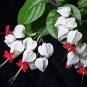 Fresh 20pcs Rare Clerodendrum thomsoniae Balf Seeds for Garden Flower Bonsai