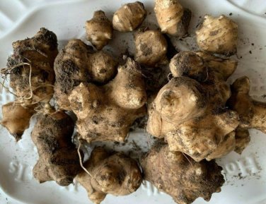 Fresh 50 Seeds Jerum Artichoke Roots Seeds Non Hybrid Open Pollinated Suited