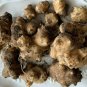 Fresh 50 Seeds Jerum Artichoke Roots Seeds Non Hybrid Open Pollinated Suited