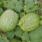 Fresh 20pcs Fin Melon Chilacayote Fig Leaved Malabar Gourd Plant Seeds